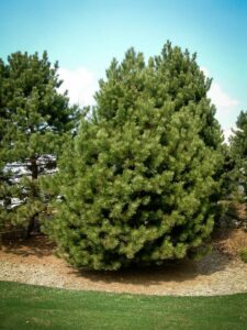 Сосна Чёрная (Pinus Nigra) купить по цене от 270.00р. в интернет-магазине «Посадика» с доставкой почтой в в Коркиное и по всей России – [изображение №1].