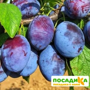 Слива Чачакская ранняя купить по цене от 229.00р. в интернет-магазине «Посадика» с доставкой почтой в в Коркиное и по всей России – [изображение №1].