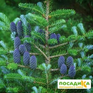 Пихта корейская (Abies koreana) купить по цене от 450.00р. в интернет-магазине «Посадика» с доставкой почтой в в Коркиное и по всей России – [изображение №1].