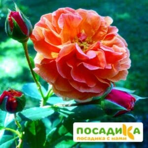 Роза Арабия купить по цене от 350.00р. в интернет-магазине «Посадика» с доставкой почтой в в Коркиное и по всей России – [изображение №1].