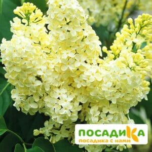 Сирень Примроуз (Primrose) купить по цене от 529.00р. в интернет-магазине «Посадика» с доставкой почтой в в Коркиное и по всей России – [изображение №1].