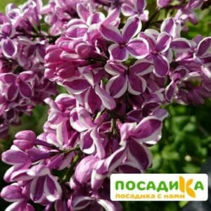 Сирень Сенсация купить по цене от 529.00р. в интернет-магазине «Посадика» с доставкой почтой в в Коркиное и по всей России – [изображение №1].