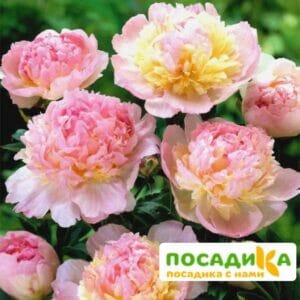 Пион Распберри Сандей (Paeonia Raspberry Sundae) купить по цене от 959р. в интернет-магазине «Посадика» с доставкой почтой в в Коркиное и по всей России – [изображение №1].