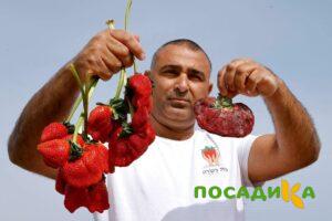 Клубника Гигант Джорнея купить по цене от 266р. в интернет-магазине «Посадика» с доставкой почтой в в Коркиное и по всей России – [изображение №1].