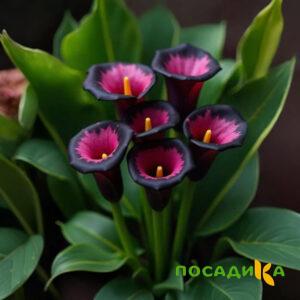 Калла Аура Лейс купить по цене от 400р. в интернет-магазине «Посадика» с доставкой почтой в в Коркиное и по всей России – [изображение №1].