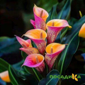 Калла Оникс купить по цене от 450р. в интернет-магазине «Посадика» с доставкой почтой в в Коркиное и по всей России – [изображение №1].