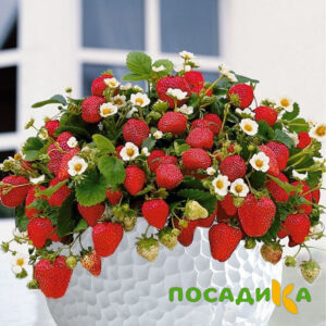 Клубника Рубиновый Шепот (горшечная) купить по цене от 240р. в интернет-магазине «Посадика» с доставкой почтой в в Коркиное и по всей России – [изображение №1].