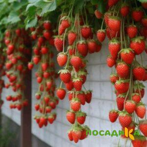 Клубника вьющаяся Комплимент купить по цене от 470р. в интернет-магазине «Посадика» с доставкой почтой в в Коркиное и по всей России – [изображение №1].