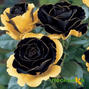 Роза Ханни Сикл купить по цене от 700р. в интернет-магазине «Посадика» с доставкой почтой в в Коркиное и по всей России – [изображение №1].