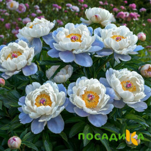 Пион акварельный Этюд купить по цене от 806р. в интернет-магазине «Посадика» с доставкой почтой в в Коркиное и по всей России – [изображение №1].