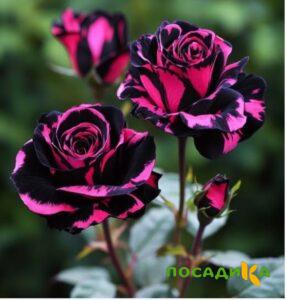 Роза Багровый Шепот купить по цене от 366р. в интернет-магазине «Посадика» с доставкой почтой в в Коркиное и по всей России – [изображение №1].