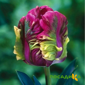 Тюльпан Экзотик Хэвен купить по цене от 186р. в интернет-магазине «Посадика» с доставкой почтой в в Коркиное и по всей России – [изображение №1].
