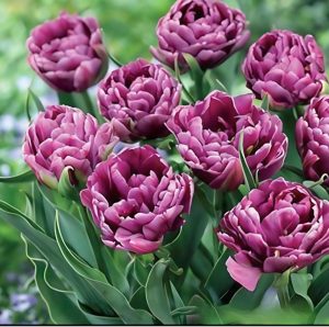 Тюльпан Айс Крим купить по цене от 430р. в интернет-магазине «Посадика» с доставкой почтой в в Коркиное и по всей России – [изображение №1].