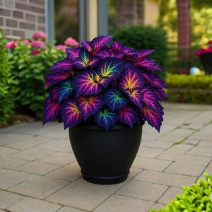 Хоста Фрости Блю купить по цене от 389р. в интернет-магазине «Посадика» с доставкой почтой в в Коркиное и по всей России – [изображение №1].