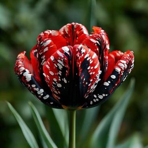 Тюльпан Вельвет Файер купить по цене от 394р. в интернет-магазине «Посадика» с доставкой почтой в в Коркиное и по всей России – [изображение №1].