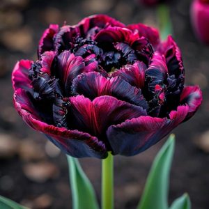 Тюльпан Фламинго купить по цене от 500р. в интернет-магазине «Посадика» с доставкой почтой в в Коркиное и по всей России – [изображение №1].