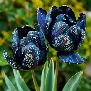 Тюльпан Блю Фог купить по цене от 500р. в интернет-магазине «Посадика» с доставкой почтой в в Коркиное и по всей России – [изображение №1].