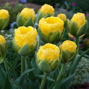 Тюльпан махровый Ванила Коп купить по цене от 159р. в интернет-магазине «Посадика» с доставкой почтой в в Коркиное и по всей России – [изображение №1].