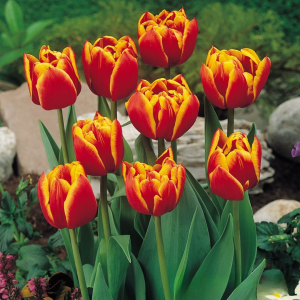 Тюльпан Блэк Фаер купить по цене от 275р. в интернет-магазине «Посадика» с доставкой почтой в в Коркиное и по всей России – [изображение №1].