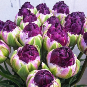 Тюльпан Анаконда купить по цене от 450р. в интернет-магазине «Посадика» с доставкой почтой в в Коркиное и по всей России – [изображение №1].