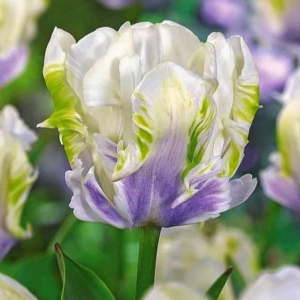 Тюльпан Уайт Лизарт купить по цене от 360р. в интернет-магазине «Посадика» с доставкой почтой в в Коркиное и по всей России – [изображение №1].