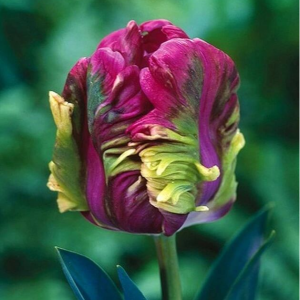 Тюльпан Экзотик Хэвен купить по цене от 186р. в интернет-магазине «Посадика» с доставкой почтой в в Коркиное и по всей России – [изображение №1].