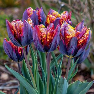 Тюльпан Опал Дрим купить по цене от 207р. в интернет-магазине «Посадика» с доставкой почтой в в Коркиное и по всей России – [изображение №1].